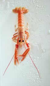 Scampi