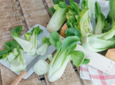Pak choi richtig zubereiten