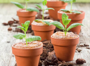Grünkernkuchen im Blumentopf