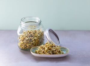 Seasons_13385813_HiRes_Berglinsen_im_Glas_keimen