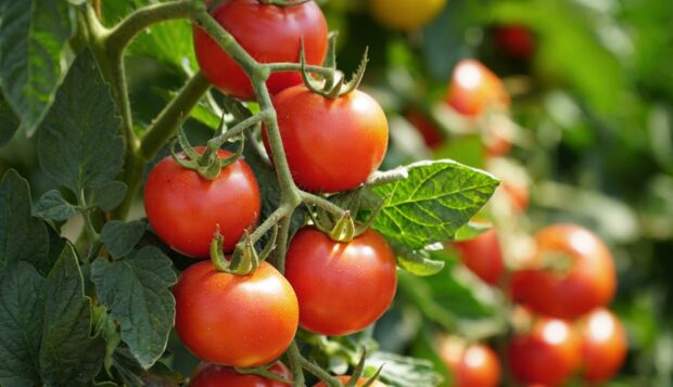 Tomaten